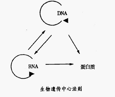 Image:企业遗传1.jpg